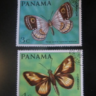Panama: perhosia - pikkukuva 3