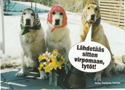 POSTIKORTTI ELÄIMET, KOIRAT