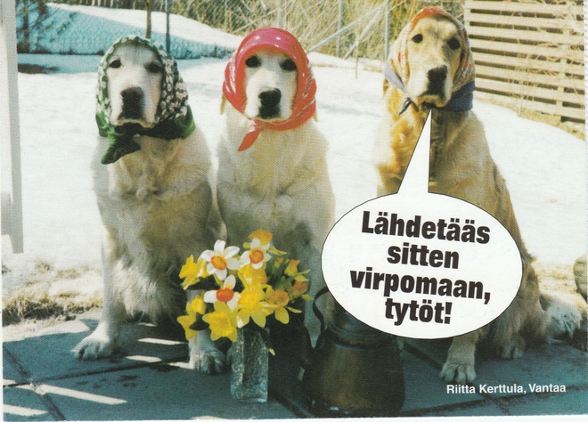 POSTIKORTTI  ELÄIMET, KOIRAT