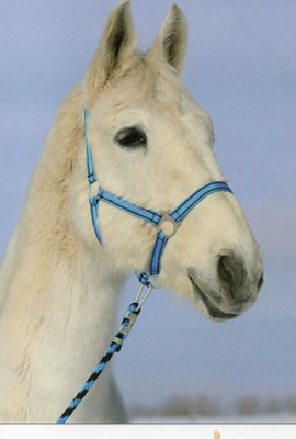 HEVONEN POSTIKORTTI - HANOVERINHEVONEN