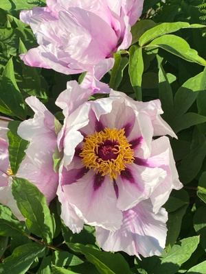 Kiinanpensaspioni (Paeonia rockii), siemeniä 10 kpl