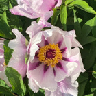 Kiinanpensaspioni (Paeonia rockii), siemeniä 10 kpl - pikkukuva 1