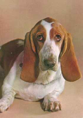 BASSET POSTIKORTTI