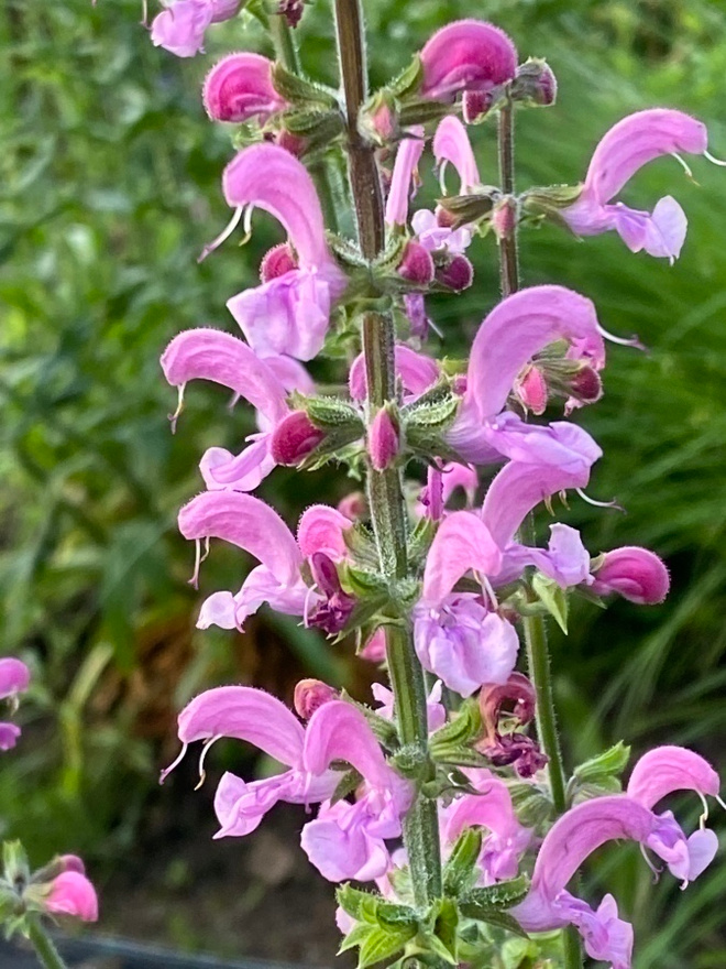 Niittysalvia 'Rose Rhapsody', siemeniä 50 kpl