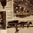 Suomen Kuvalehti n:o 43 1941 Repolaa rakennetaan. uusia voit - pikkukuva 3