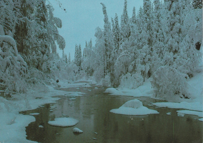POSTIKORTTI  Suomen luonnonsuojeluliitto, Norppa-tunnus, EL