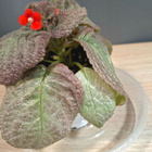 Episcia / kuparilehti - pikkukuva 3