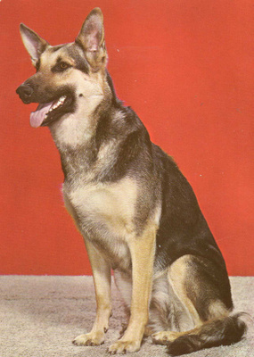 SAKSANPAIMENKOIRA  POSTIKORTTI