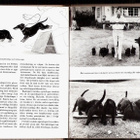 Att lyckas med hundavel (Sundgren, 1975) - pikkukuva 2
