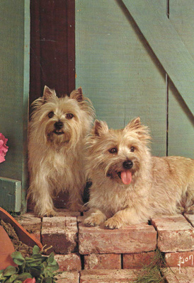 CAIRN TERRIER POSTIKORTTI