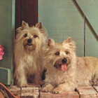 CAIRN TERRIER POSTIKORTTI - pikkukuva 1