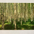 Kortti koivumetsä - pikkukuva 1