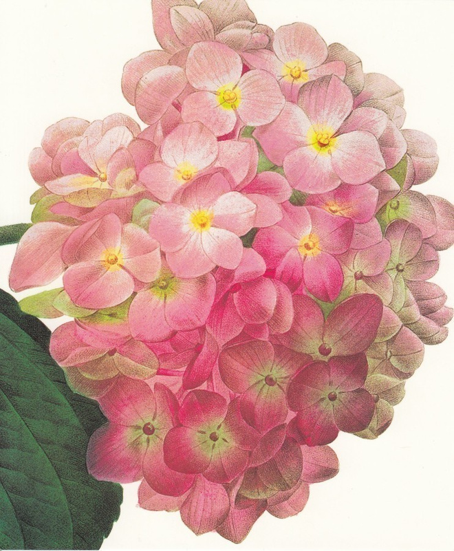 Pierre Redoute: Hortensia (isohko taittokortti)