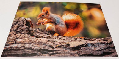 Orava *uusi kortti*