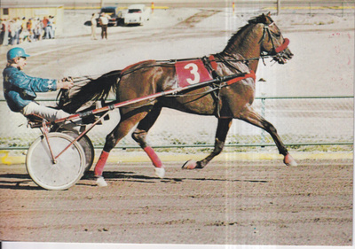 Hevonen, Scotty Love / Pertti Livisti , e132