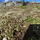 Kevätkynsimö ( Draba verna), siemeniä 200 kpl - pikkukuva 4