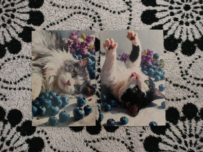 ~Kissa kortti~ 2kpl