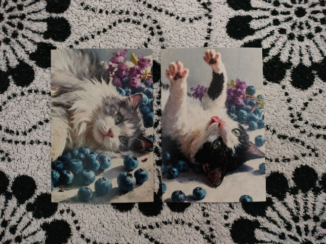 ~Kissa kortti~ 2kpl