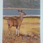 Michael Tomkinson : Kenya - pikkukuva 2