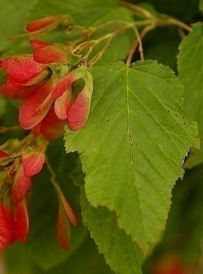 Tataarivaahtera (Acer tataricum), siemeniä 30 kpl