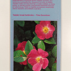 Kotipuutarhurin ruusuopas - pikkukuva 2