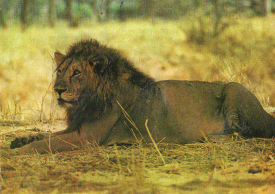 MASAI - LEIJONA POSTIKORTTI