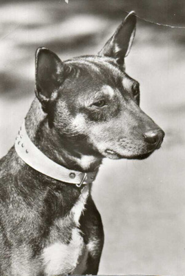 BASENJI POSTIKORTTI