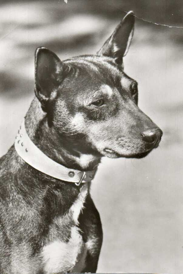 BASENJI  POSTIKORTTI
