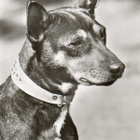 BASENJI  POSTIKORTTI - pikkukuva 1
