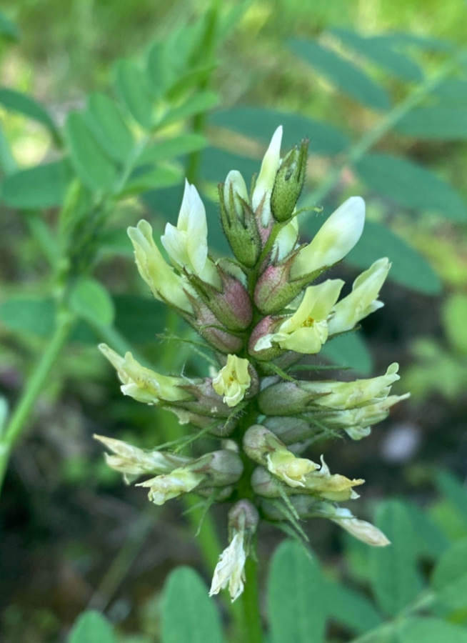 Pulleakurjenherne (Astragalus cicer), siemeniä 50 kpl