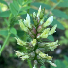 Pulleakurjenherne (Astragalus cicer), siemeniä 50 kpl - pikkukuva 1