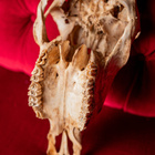 Kaiverrettu härän kallo ”Mr. Death” - pikkukuva 2