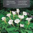 Tuoksuhulluruoho "Indian thornapple" - siemenet # - pikkukuva 1