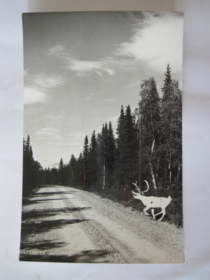 VANHA Postikortti Lappi 1950-luku Alkup.Mallikappale