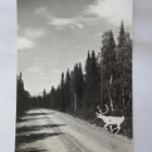 VANHA Postikortti Lappi 1950-luku Alkup.Mallikappale - pikkukuva 1