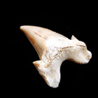 Fossiilinen Otodus obliquus -hainhammas, Marokko - pikkukuva 5