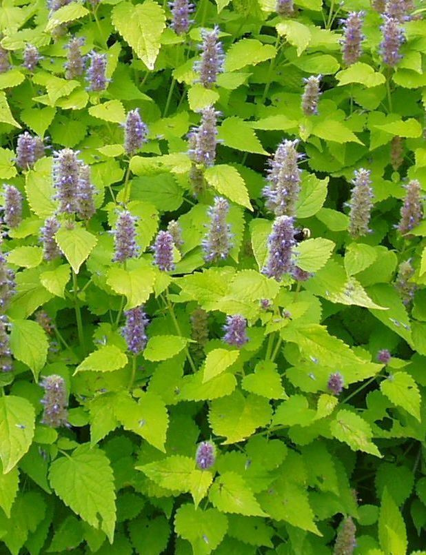 Koreaniiso 'Golden Jubilee' , siemeniä 100 kpl