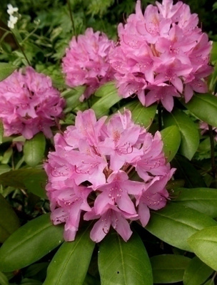 Puistoalppiruusu 'Roseum Elegans' , siemeniä 100 kpl