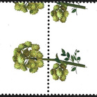 Åland 2007 Rantakukkia 5,00 €  välilöpari numero** LaPe 275 - pikkukuva 2