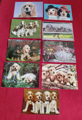 9 COCKERSPANIEL POSTIKORTTIA