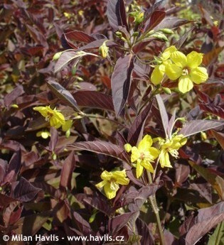 Ripsialpi 'Firecracker'', siemeniä 50 kpl