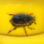 Swarovski 5668994 SCS 2024 PWP/GWP Beetle (2024-2024) - pikkukuva 1
