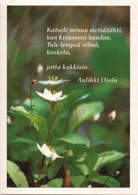 kortti ** Valkoinen luonnonkukka - eril. valokuvakortteja