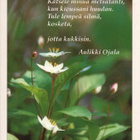 kortti ** Valkoinen luonnonkukka - eril. valokuvakortteja - pikkukuva 1