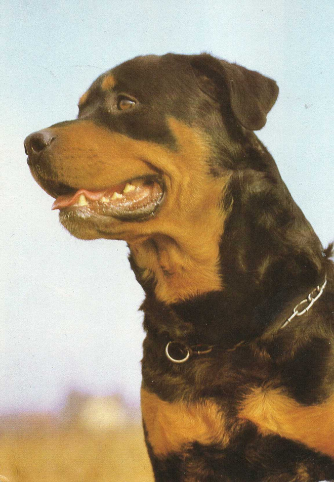 ROTTWEILER  POSTIKORTTI