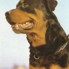 ROTTWEILER  POSTIKORTTI - pikkukuva 1