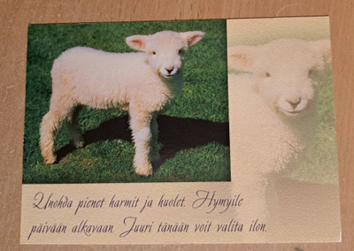 lammas, karitsa, runokortti, uusi
