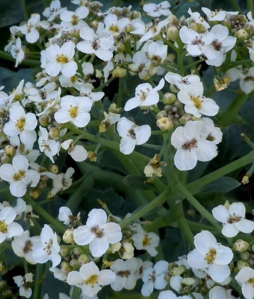 Merikaali (Crambe maritima), siemeniä 10 kpl
