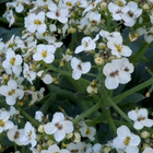 Merikaali (Crambe maritima), siemeniä 10 kpl - pikkukuva 1