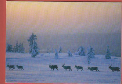 Suomen Luonnonsuojeluliitto Poroja kymmenkunta tk